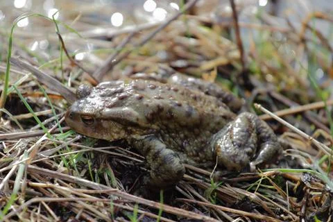 Toad in the grass Stock Photos