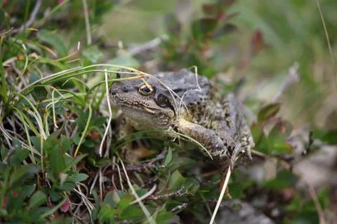 Toad on the grass Stock Photos