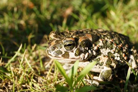 Toad in the grass with sunshine closeup view Foto stock
