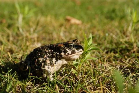 Toad in the grass with sunshine Foto stock