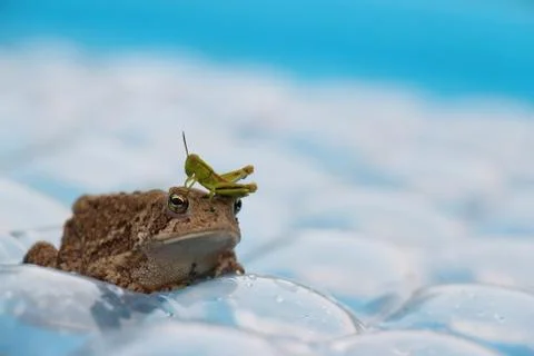 Toad with Grasshopper Friend Stock Photos