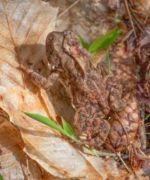 Toad in Great Neck Conservation Area, Wareham, Massachusetts Stock Photos
