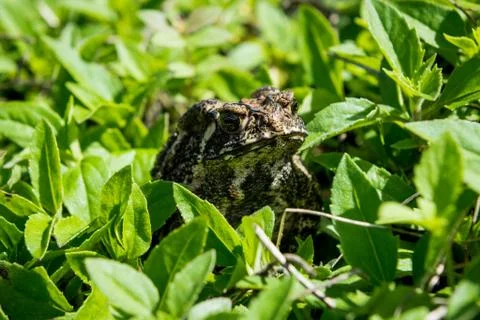Toad in the green grass Fotos Stock