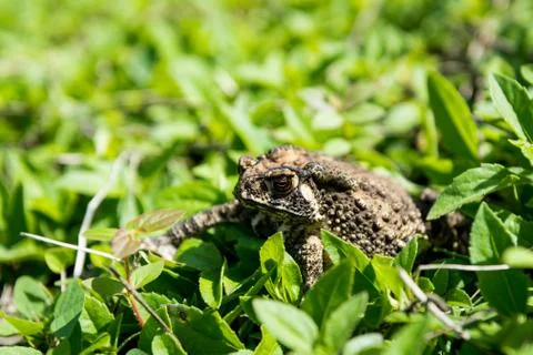 Toad in the green grass Stock Photos
