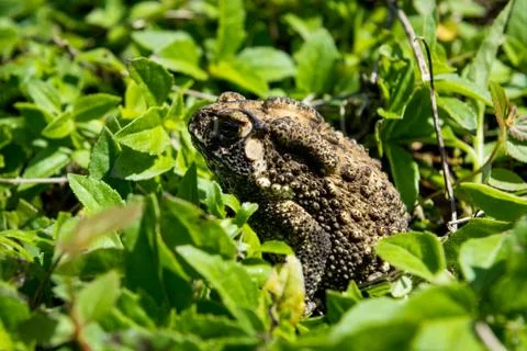 Toad in the green grass Foto stock