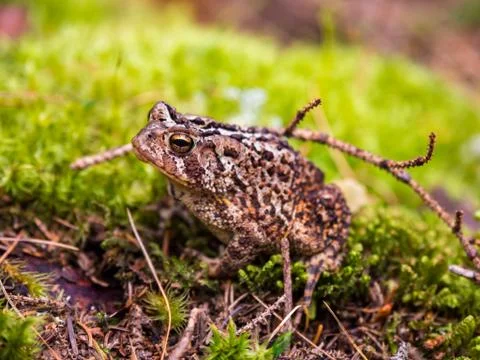 Toad on Green Mossy Ground, Close Up Stock Photos