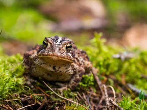 Toad on Green Mossy Ground, Close Up Stock Photos