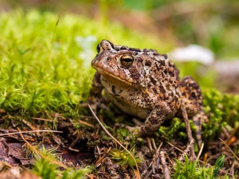 Toad on Green Mossy Ground, Close Up Stock Photos