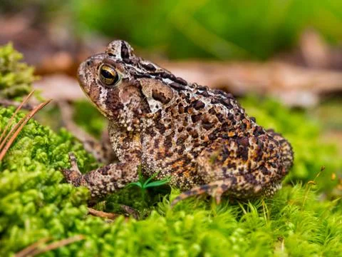 Toad on Green Mossy Ground, Close Up Stock Photos