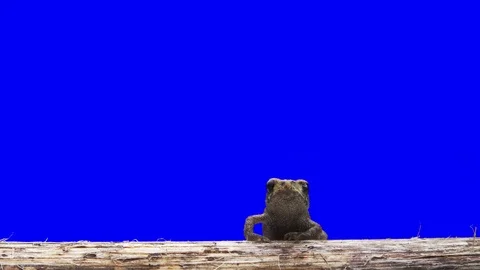 Toad Green Screen Effect Vidéo 93365756