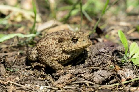 Toad on the ground Stock Photos