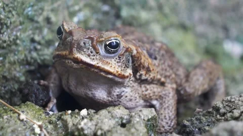 Toad in the gutter Video stock 242152977