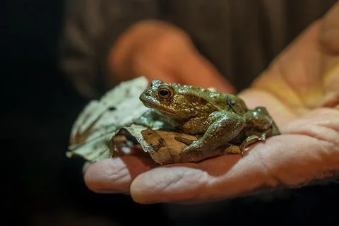 Toad in hands. Common toad at night. European toad. Bufo bufo Stock Photos