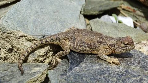 Toad-headed agama, Phrynocephalus theobaldi BLYTH, 1863, Ladakh, India. The.. Stock Photos