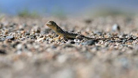Toad-headed agamas Phrynocephalus in natural environment of mongolian desert Stock Footage 87645306