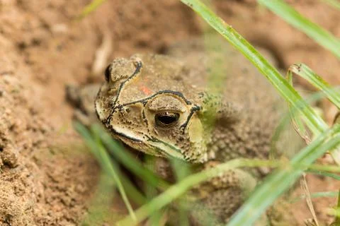 Toad hibernate. Stock Photos