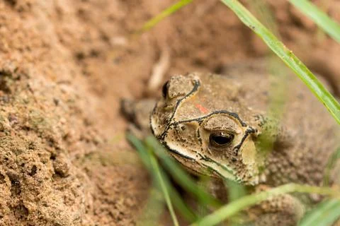 Toad hibernate. Stock Photos