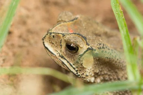 Toad hibernate. Stock Photos