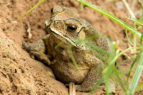 Toad hibernate. Stock Photos