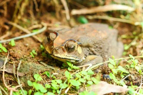 Toad hibernate. Stock Photos