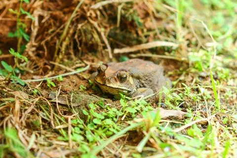 Toad hibernate. Stock Photos