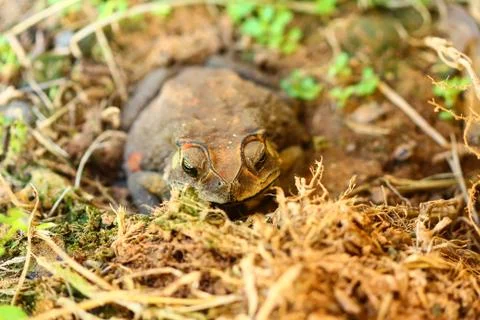 Toad hibernate. Stock Photos
