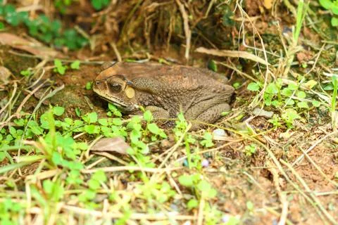 Toad hibernate. Stock Photos