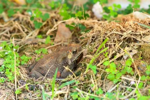 Toad hibernate. Stock Photos
