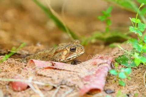 Toad hibernate. Stock Photos