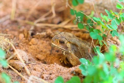 Toad hibernate. Stock Photos