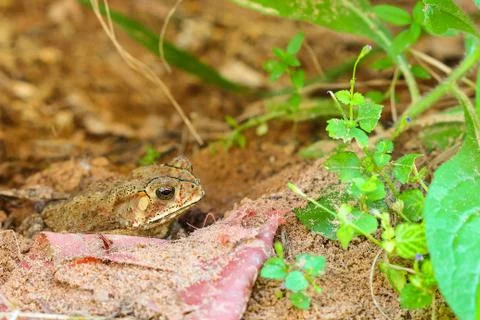 Toad hibernate. Stock Photos