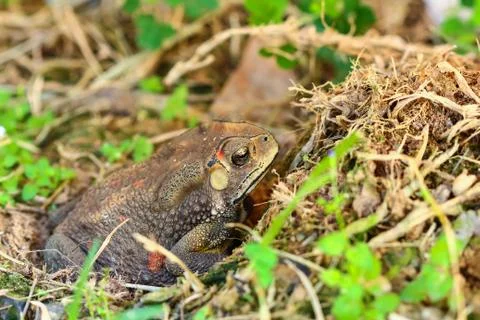 Toad hibernate. Foto stock