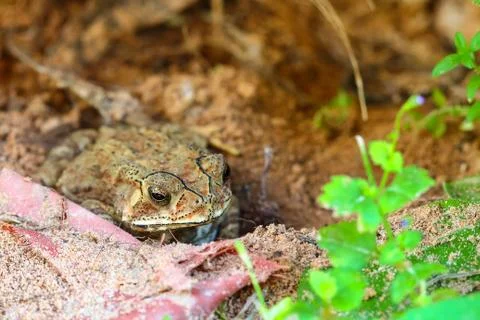 Toad hibernate. Stock Photos