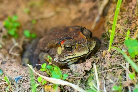 Toad hibernate. Stock Photos