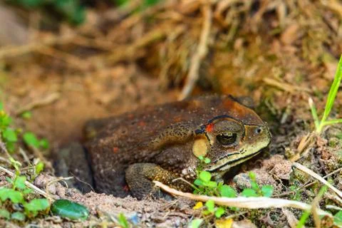 Toad hibernate. Stock Photos