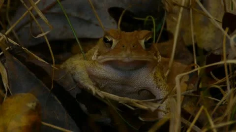 Toad hiding in grass 스톡 동영상 12360955
