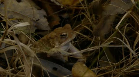 Toad hiding in grass 스톡 동영상 12517221