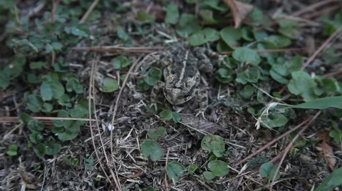 Toad hiding in grass. Stockbeeldmateriaal 66737633