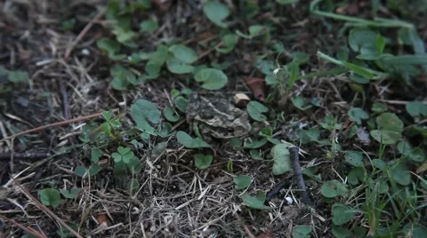 Toad hiding in grass. Stock Footage 66737818