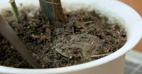 Toad hiding in the soil while gardener removes it from the plant pot. Video stock 284918450