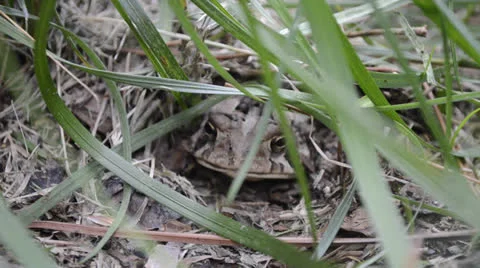 Toad Hiding Under Grass and Dirt 스톡 동영상 24830127