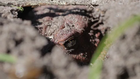 Toad hiding under lake mud Stock Footage 128773921