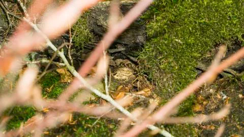 Toad in his cave. Stock Photos