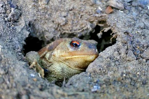Toad In The Hole Stock Photos