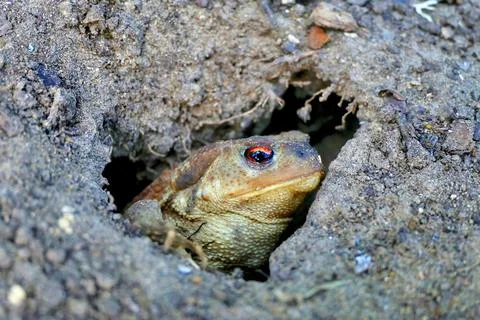 Toad In The Hole Stock Photos