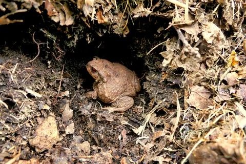 Toad In The Hole . Stock Photos