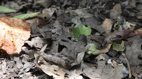 Toad hoping Video stock 51433605