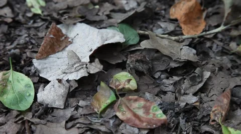 Toad hops 動画素材 51433860