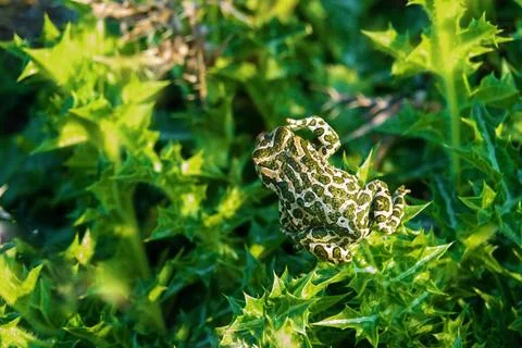 Toad hunts small insects in steppe dunes Variable toad (Bufo viridis) hunt... Stock-Fotos