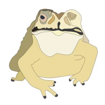 Toad Stock Illustration